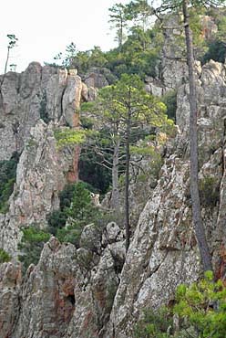 Gorges du Blavet - Felsen